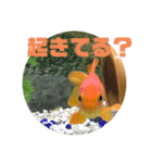 上がる 金魚のラブリー❤️❤️ ちょーすけ（個別スタンプ：19）