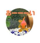 上がる 金魚のラブリー❤️❤️ ちょーすけ（個別スタンプ：20）