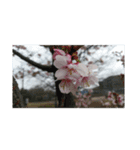 花華写真川津桜しだれ桜春季節ソメイヨシノ（個別スタンプ：1）