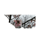 花華写真川津桜しだれ桜春季節ソメイヨシノ（個別スタンプ：5）