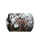花華写真川津桜しだれ桜春季節ソメイヨシノ（個別スタンプ：6）