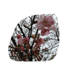 花華写真川津桜しだれ桜春季節ソメイヨシノ（個別スタンプ：16）