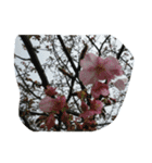 花華写真川津桜しだれ桜春季節ソメイヨシノ（個別スタンプ：18）