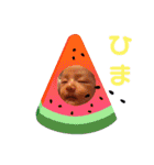 かしわまる4（個別スタンプ：10）