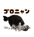 キジ白ばぁば！vol.2（個別スタンプ：1）