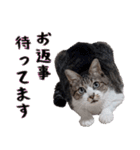 キジ白ばぁば！vol.2（個別スタンプ：2）