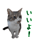キジ白ばぁば！vol.2（個別スタンプ：4）