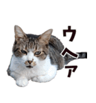 キジ白ばぁば！vol.2（個別スタンプ：5）