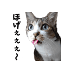 キジ白ばぁば！vol.2（個別スタンプ：6）