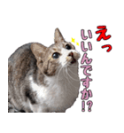 キジ白ばぁば！vol.2（個別スタンプ：7）