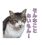 キジ白ばぁば！vol.2（個別スタンプ：9）