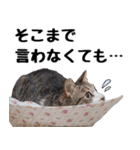 キジ白ばぁば！vol.2（個別スタンプ：10）