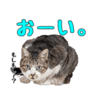 キジ白ばぁば！vol.2（個別スタンプ：11）
