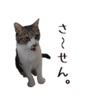キジ白ばぁば！vol.2（個別スタンプ：12）