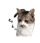 キジ白ばぁば！vol.2（個別スタンプ：13）