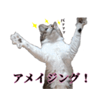 キジ白ばぁば！vol.2（個別スタンプ：14）