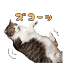 キジ白ばぁば！vol.2（個別スタンプ：15）