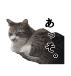 キジ白ばぁば！vol.2（個別スタンプ：16）