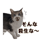 キジ白ばぁば！vol.2（個別スタンプ：17）