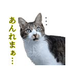 キジ白ばぁば！vol.2（個別スタンプ：20）