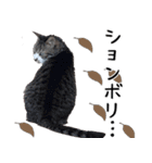 キジ白ばぁば！vol.2（個別スタンプ：21）
