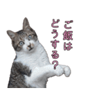 キジ白ばぁば！vol.2（個別スタンプ：22）