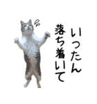 キジ白ばぁば！vol.2（個別スタンプ：23）