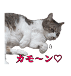 キジ白ばぁば！vol.2（個別スタンプ：24）