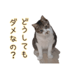 キジ白ばぁば！vol.2（個別スタンプ：25）