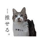 キジ白ばぁば！vol.2（個別スタンプ：28）