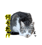 キジ白ばぁば！vol.2（個別スタンプ：29）