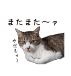 キジ白ばぁば！vol.2（個別スタンプ：30）