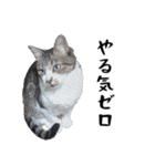 キジ白ばぁば！vol.2（個別スタンプ：31）