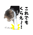 キジ白ばぁば！vol.2（個別スタンプ：33）