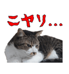 キジ白ばぁば！vol.2（個別スタンプ：35）
