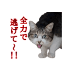 キジ白ばぁば！vol.2（個別スタンプ：37）