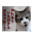 キジ白ばぁば！vol.2（個別スタンプ：39）