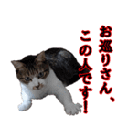 キジ白ばぁば！vol.2（個別スタンプ：40）