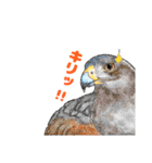 北海道エコの動物たち1（個別スタンプ：4）