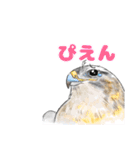 北海道エコの動物たち1（個別スタンプ：16）