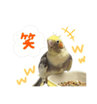 マロとゴマ（個別スタンプ：1）
