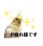 マロとゴマ（個別スタンプ：5）
