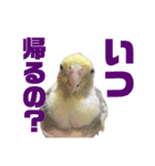 マロとゴマ（個別スタンプ：8）