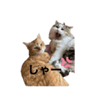 ネコすたんプ（個別スタンプ：4）