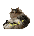 ネコすたんプ（個別スタンプ：7）