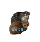 ネコすたんプ（個別スタンプ：8）