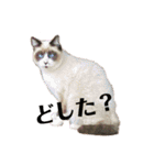 ネコすたんプ（個別スタンプ：14）