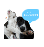 ボーダーコリー宇多喜白3（個別スタンプ：3）