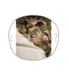 tokyocats（個別スタンプ：1）