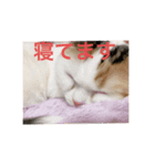 tokyocats（個別スタンプ：2）